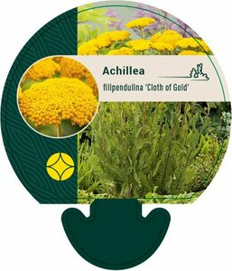 Achillea filipendulina 'Cloth of Gold' P9 - afbeelding 4