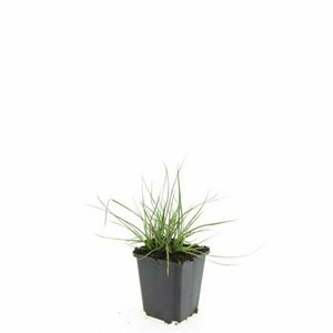 Pennisetum alopecuroides 'Little Bunny' P9 - afbeelding 20