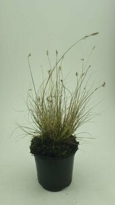 Pennisetum alopecuroides 'Little Bunny' P9 - afbeelding 8