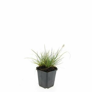 Pennisetum alopecuroides 'Little Bunny' P9 - afbeelding 18