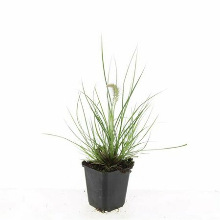Pennisetum alopecuroides 'Little Bunny' P9 - afbeelding 19