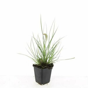 Pennisetum alopecuroides 'Little Bunny' P9 - afbeelding 19