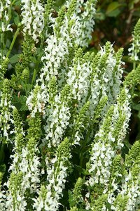 Salvia nemorosa 'Schneehügel' P9 - afbeelding 4
