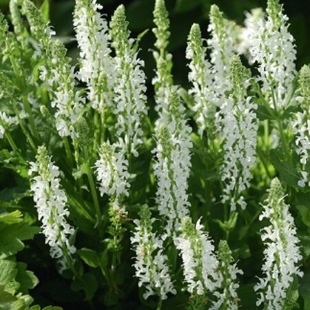 Salvia nemorosa 'Schneehügel' P9 - afbeelding 5