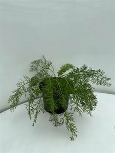 Foeniculum vulgare P9