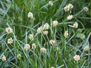 Sesleria caerulea P9 - afbeelding 5