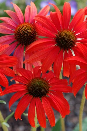 Echinacea purpurea 'Tomato Soup' C2 - afbeelding 1