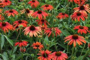 Echinacea purpurea 'Tomato Soup' C2 - afbeelding 3