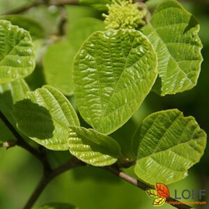 Fothergilla major 30/40 C.