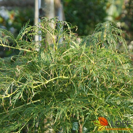Acer palmatum 'Dissectum' 60/80 C. - afbeelding 1