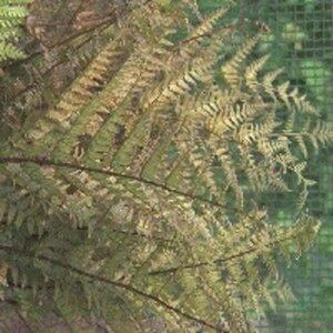 Dryopteris erythrosora P9 - afbeelding 4