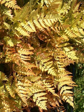 Dryopteris erythrosora P9 - afbeelding 7