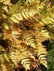 Dryopteris erythrosora P9 - afbeelding 7