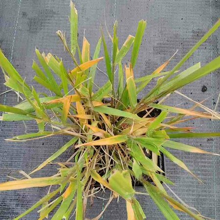 Eragrostis spectabilis P9 - afbeelding 2