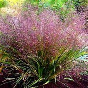 Eragrostis spectabilis P9