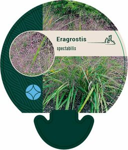 Eragrostis spectabilis P9 - afbeelding 2