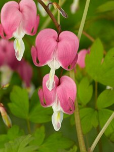 Dicentra spectabilis P9 - afbeelding 5