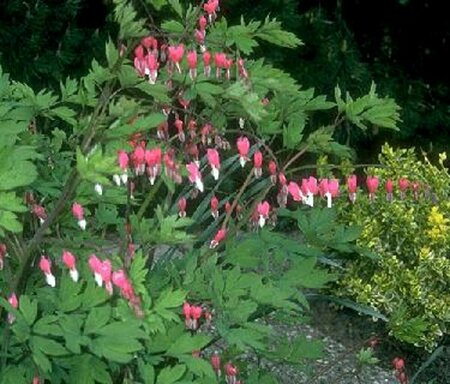 Dicentra spectabilis P9 - afbeelding 9