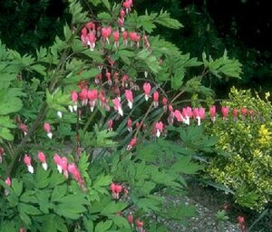 Dicentra spectabilis P9 - afbeelding 9