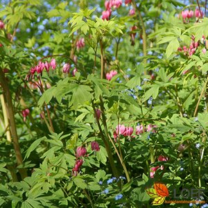 Dicentra spectabilis P9 - afbeelding 7