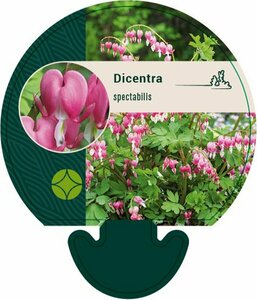 Dicentra spectabilis P9 - afbeelding 2