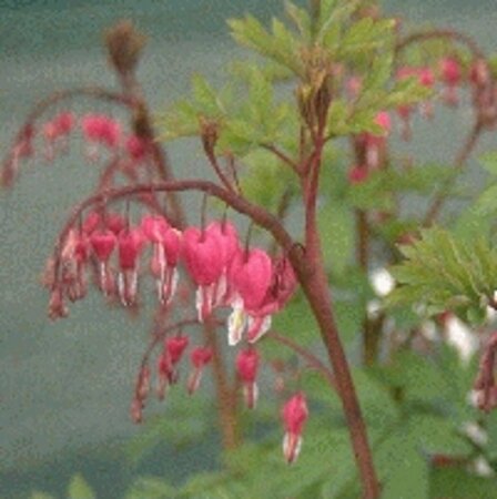 Dicentra spectabilis P9 - afbeelding 3