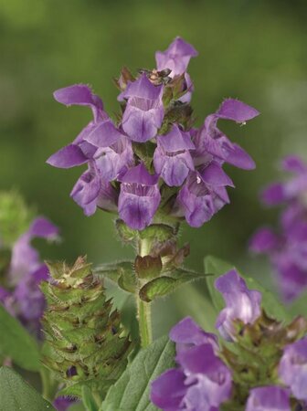 Prunella grandiflora P9 - afbeelding 6