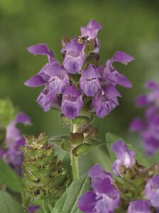 Prunella grandiflora P9 - afbeelding 6
