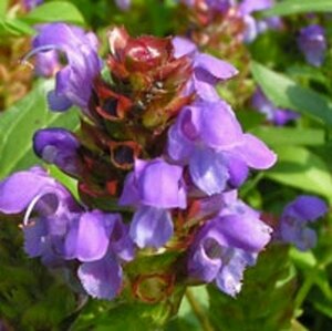 Prunella grandiflora P9 - afbeelding 7