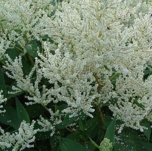 Persicaria polymorpha P9 - afbeelding 4