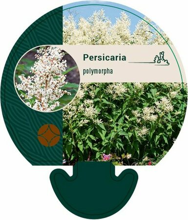 Persicaria polymorpha P9 - afbeelding 3