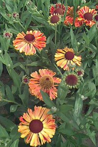 Helenium 'Waltraut' P9