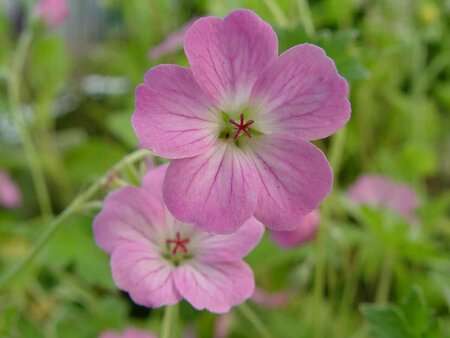 Geranium riversleaianum 'Mavis Simpson' P9 - afbeelding 4