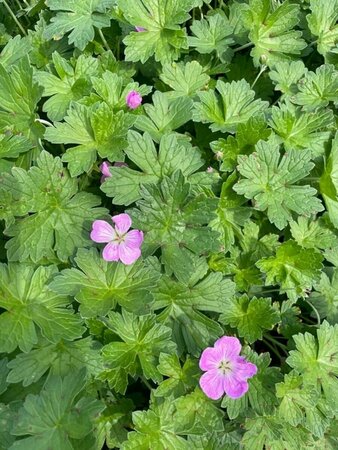 Geranium riversleaianum 'Mavis Simpson' P9 - afbeelding 5