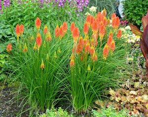 Kniphofia 'Papaya Popsicle' C2 - afbeelding 2