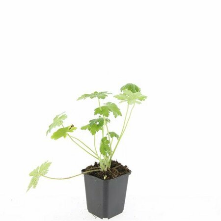 Geranium macrorrhizum 'Bevan's Variety' P9 - afbeelding 6