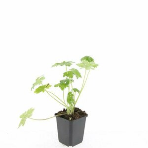 Geranium macrorrhizum 'Bevan's Variety' P9 - afbeelding 6