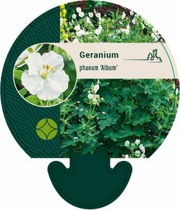 Geranium phaeum 'Album' P9 - afbeelding 6