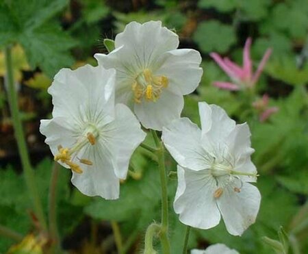 Geranium phaeum 'Album' P9 - afbeelding 3