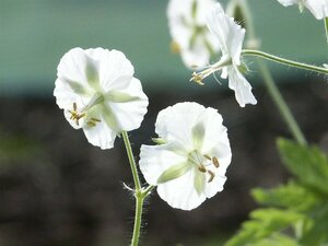 Geranium phaeum 'Album' P9 - afbeelding 4
