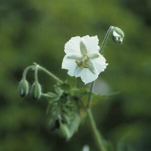 Geranium phaeum 'Album' P9 - afbeelding 5