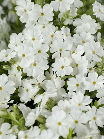 Phlox subulata 'Maischnee' P9 - afbeelding 2