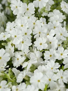 Phlox subulata 'Maischnee' P9 - afbeelding 2