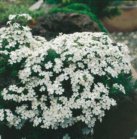 Phlox subulata 'Maischnee' P9 - afbeelding 3