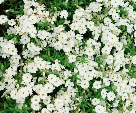 Phlox subulata 'Maischnee' P9 - afbeelding 1