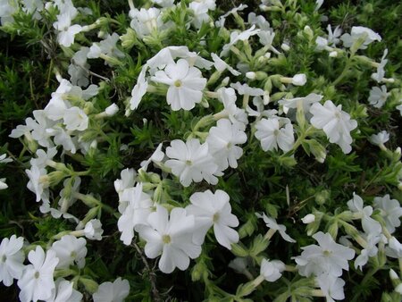 Phlox subulata 'Maischnee' P9 - afbeelding 4