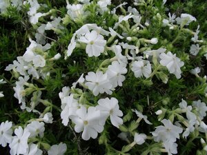 Phlox subulata 'Maischnee' P9 - afbeelding 4