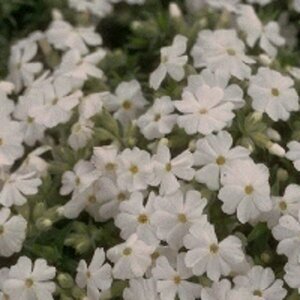 Phlox subulata 'Maischnee' P9 - afbeelding 5