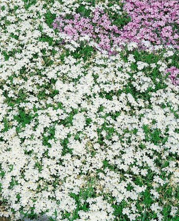 Phlox (S) 'White Delight' P9 - afbeelding 1