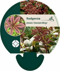 Rodgersia pinnata 'Chocolate Wings' P9